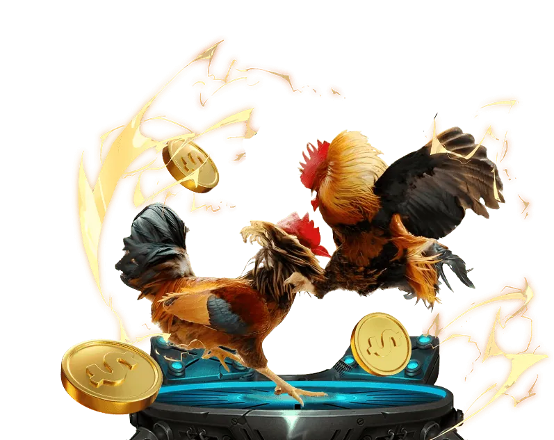 Hình ảnh đá gà U888 với sàn đấu gà